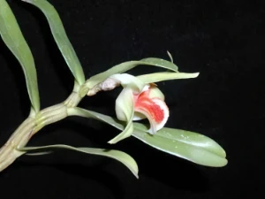 Bild von Dendrobium cruentum 2